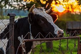 Krowa na tle zachodzącego słońca